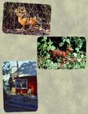 Hunting-Years-Page-26