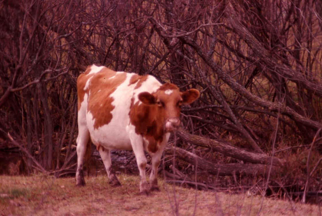 hunting1980 028