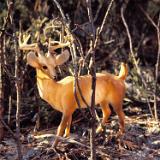 hunting1980 021