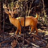 hunting1980 025