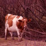 hunting1980 028
