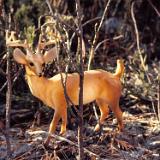 hunting1980 039