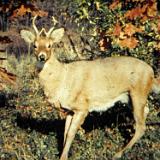 hunting1980 053