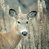 hunting 005